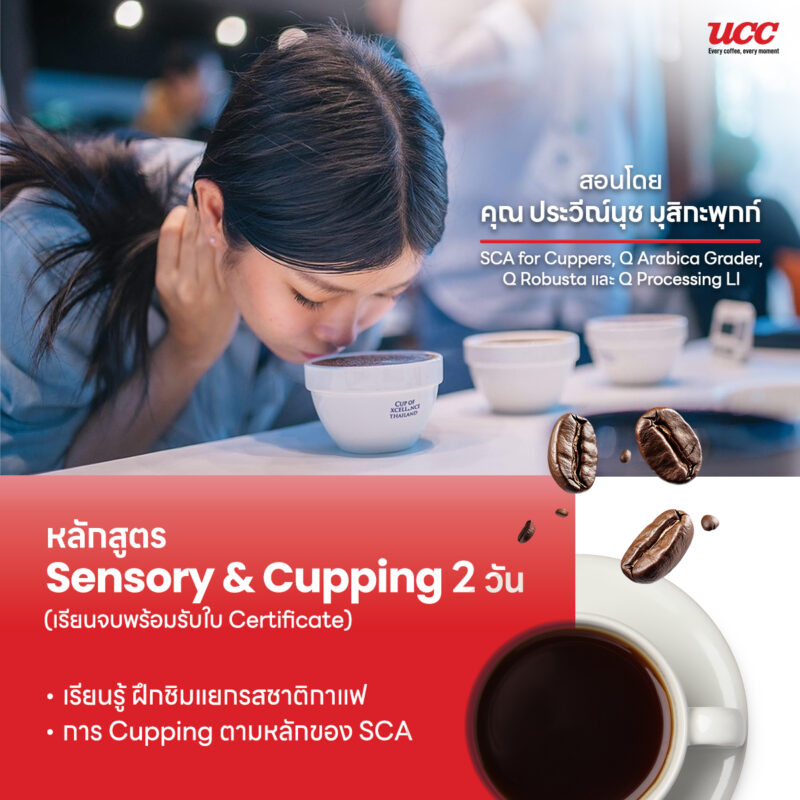 ucc thailand หลักสูตร Sensory & Cupping 2 วัน ฝึกชิมแยกรสชาติกาแฟ และการ cupping ตามหลัก SCA
